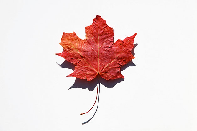 canada day maple leaf design